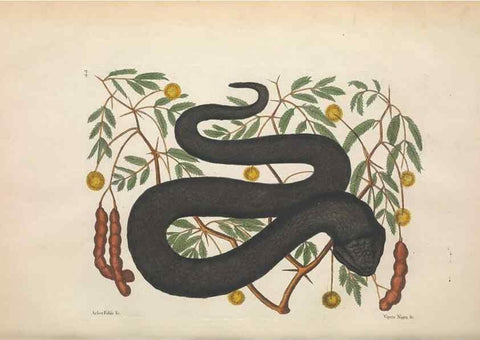 Reproducción/Reproduction 49457418837: The natural history of Carolina, Florida, and the Bahama Islands :. London :Printed for B. White,1771.. 