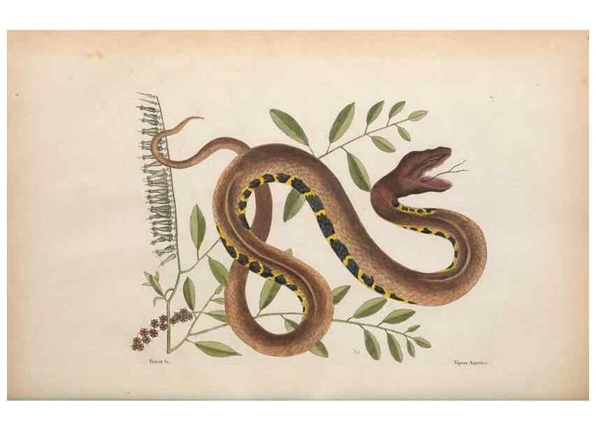 Reproducción/Reproduction 49457418532: The natural history of Carolina, Florida, and the Bahama Islands :. London :Printed for B. White,1771.. 