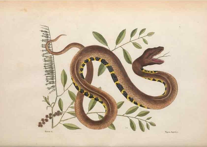 Reproducción/Reproduction 49457418532: The natural history of Carolina, Florida, and the Bahama Islands :. London :Printed for B. White,1771.. 