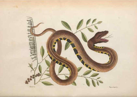 Reproducción/Reproduction 49457418532: The natural history of Carolina, Florida, and the Bahama Islands :. London :Printed for B. White,1771.. 