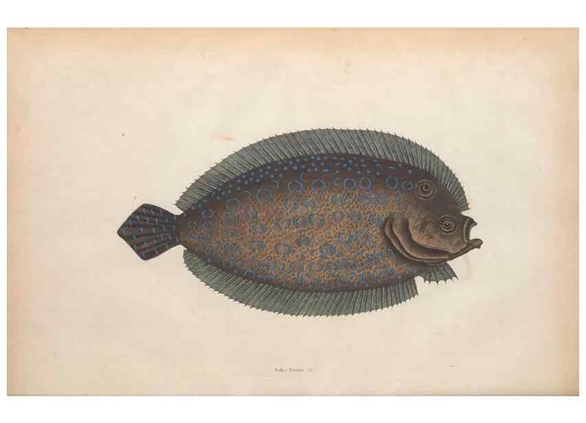 Reproducción/Reproduction 49456708598: The natural history of Carolina, Florida, and the Bahama Islands :. London :Printed for B. White,1771.. 