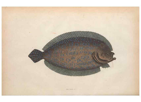 Reproducción/Reproduction 49456708598: The natural history of Carolina, Florida, and the Bahama Islands :. London :Printed for B. White,1771.. 