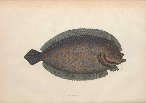 Reproducción/Reproduction 49456708598: The natural history of Carolina, Florida, and the Bahama Islands :. London :Printed for B. White,1771.. 