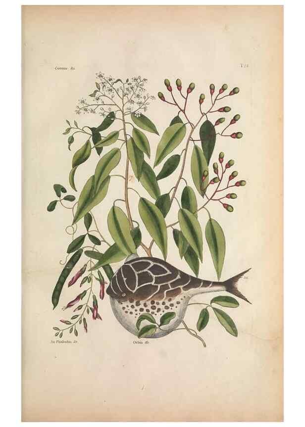 Reproducción/Reproduction 49457180846: The natural history of Carolina, Florida, and the Bahama Islands :. London :Printed for B. White,1771.. 