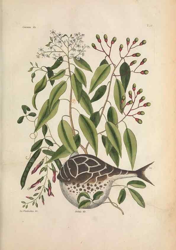 Reproducción/Reproduction 49457180846: The natural history of Carolina, Florida, and the Bahama Islands :. London :Printed for B. White,1771.. 