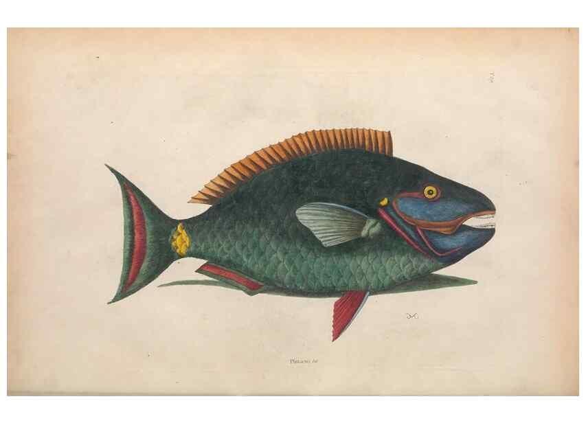 Reproducción/Reproduction 49456709148: The natural history of Carolina, Florida, and the Bahama Islands :. London :Printed for B. White,1771.. 