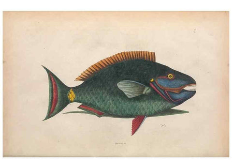 Reproducción/Reproduction 49456709148: The natural history of Carolina, Florida, and the Bahama Islands :. London :Printed for B. White,1771.. 