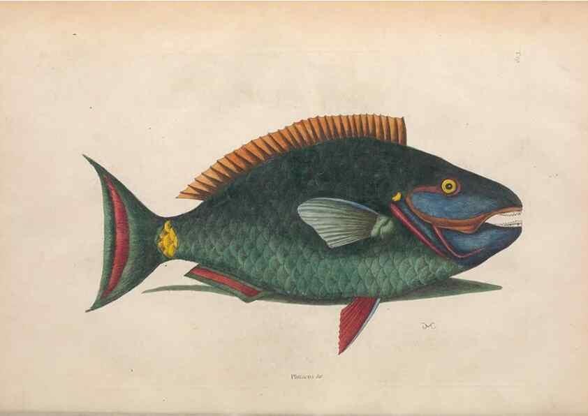 Reproducción/Reproduction 49456709148: The natural history of Carolina, Florida, and the Bahama Islands :. London :Printed for B. White,1771.. 