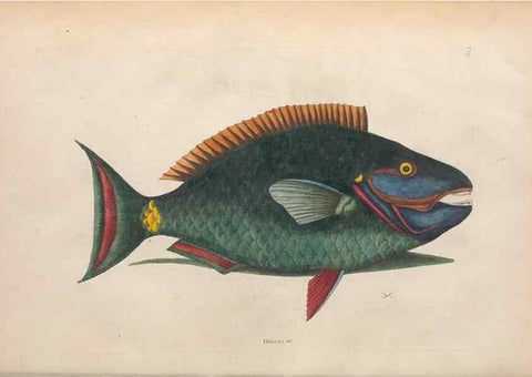 Reproducción/Reproduction 49456709148: The natural history of Carolina, Florida, and the Bahama Islands :. London :Printed for B. White,1771.. 