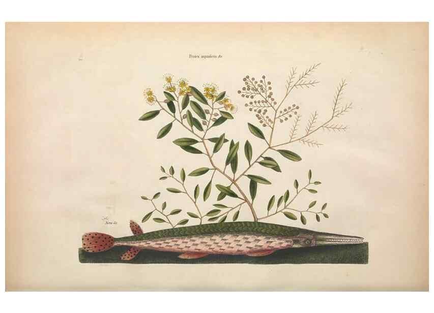 Reproducción/Reproduction 49456709443: The natural history of Carolina, Florida, and the Bahama Islands :. London :Printed for B. White,1771.. 