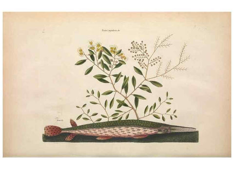 Reproducción/Reproduction 49456709443: The natural history of Carolina, Florida, and the Bahama Islands :. London :Printed for B. White,1771.. 