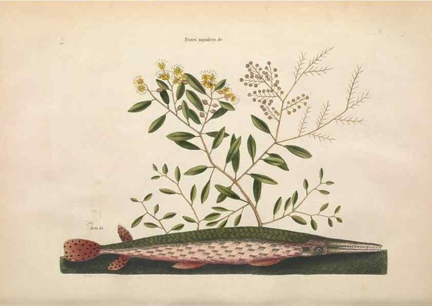 Reproducción/Reproduction 49456709443: The natural history of Carolina, Florida, and the Bahama Islands :. London :Printed for B. White,1771.. 