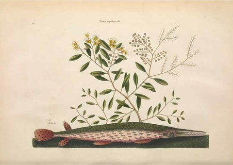 Reproducción/Reproduction 49456709443: The natural history of Carolina, Florida, and the Bahama Islands :. London :Printed for B. White,1771.. 