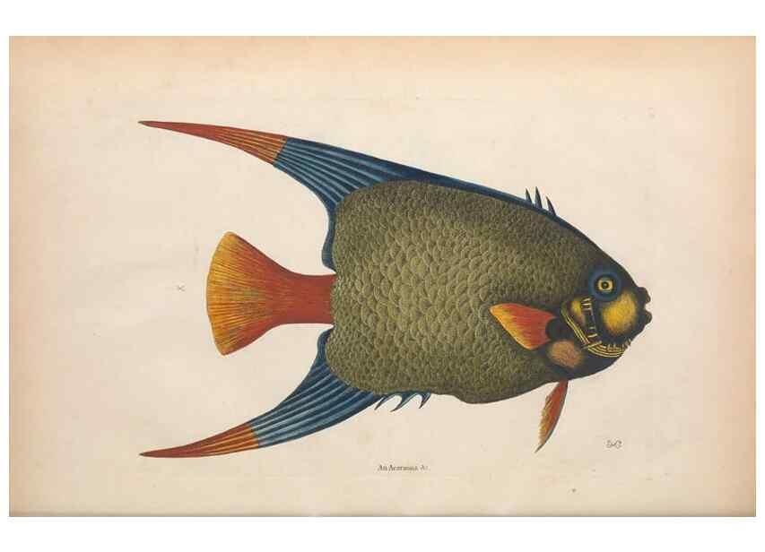 Reproducción/Reproduction 49456709778: The natural history of Carolina, Florida, and the Bahama Islands :. London :Printed for B. White,1771.. 