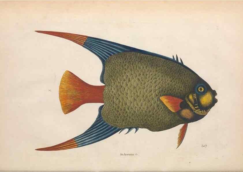 Reproducción/Reproduction 49456709778: The natural history of Carolina, Florida, and the Bahama Islands :. London :Printed for B. White,1771.. 