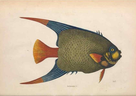 Reproducción/Reproduction 49456709778: The natural history of Carolina, Florida, and the Bahama Islands :. London :Printed for B. White,1771.. 