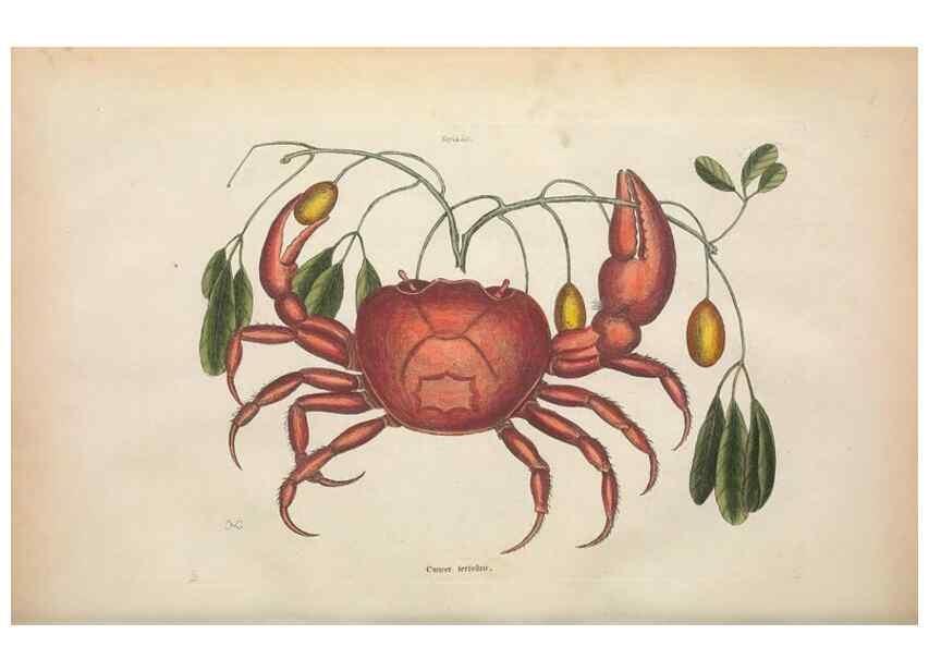 Reproducción/Reproduction 49456710098: The natural history of Carolina, Florida, and the Bahama Islands :. London :Printed for B. White,1771.. 