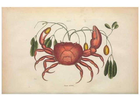 Reproducción/Reproduction 49456710098: The natural history of Carolina, Florida, and the Bahama Islands :. London :Printed for B. White,1771.. 