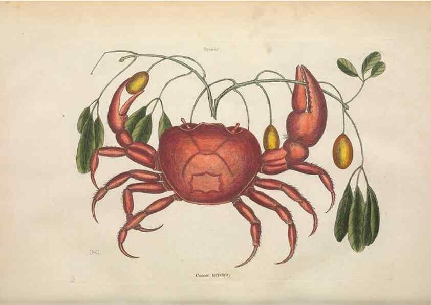 Reproducción/Reproduction 49456710098: The natural history of Carolina, Florida, and the Bahama Islands :. London :Printed for B. White,1771.. 