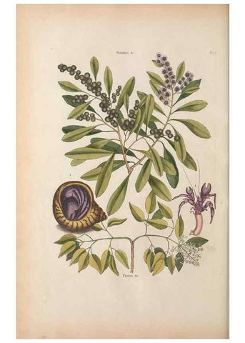 Reproducción/Reproduction 49457182416: The natural history of Carolina, Florida, and the Bahama Islands :. London :Printed for B. White,1771.. 
