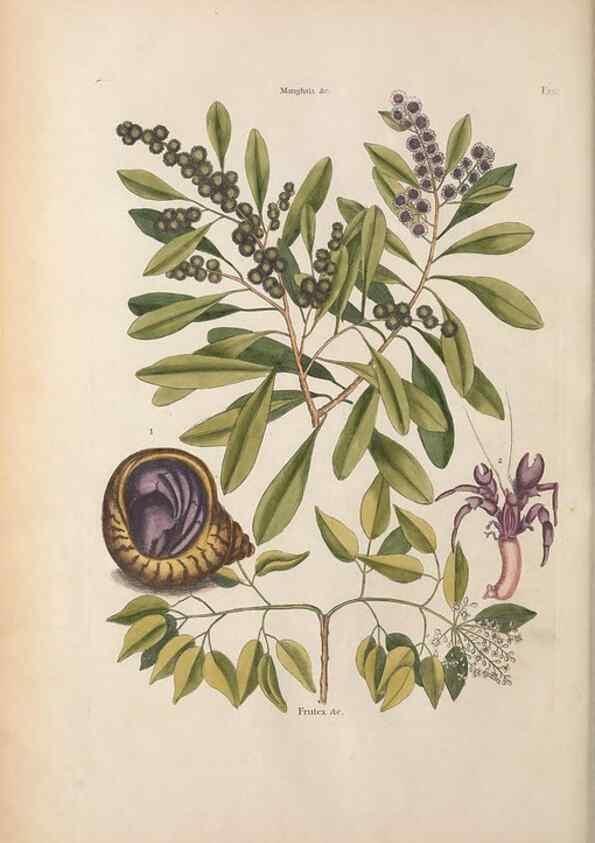 Reproducción/Reproduction 49457182416: The natural history of Carolina, Florida, and the Bahama Islands :. London :Printed for B. White,1771.. 