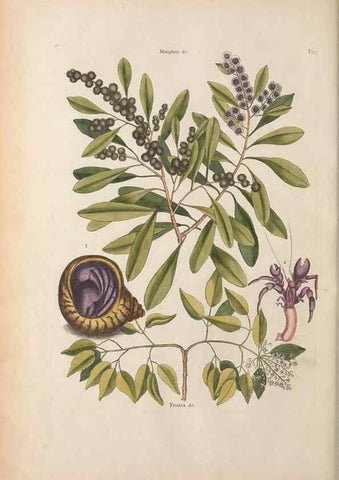 Reproducción/Reproduction 49457182416: The natural history of Carolina, Florida, and the Bahama Islands :. London :Printed for B. White,1771.. 