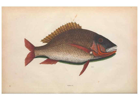 Reproducción/Reproduction 49457413337: The natural history of Carolina, Florida, and the Bahama Islands :. London :Printed for B. White,1771.. 