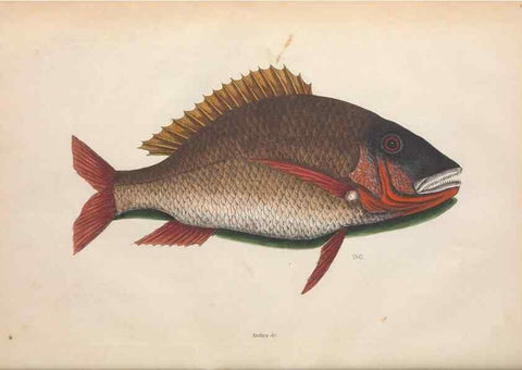 Reproducción/Reproduction 49457413337: The natural history of Carolina, Florida, and the Bahama Islands :. London :Printed for B. White,1771.. 