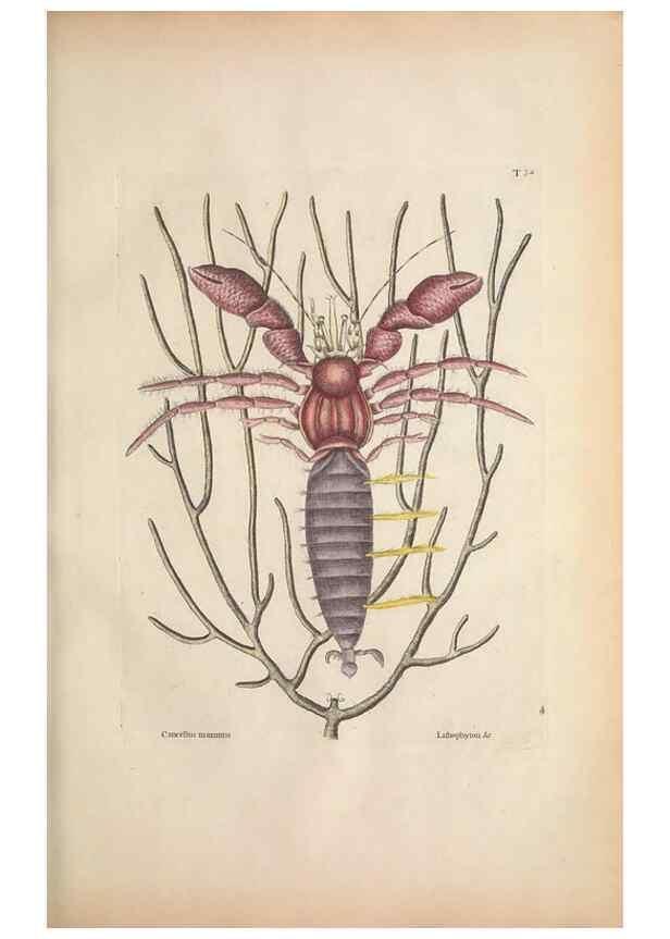 Reproducción/Reproduction 49457182646: The natural history of Carolina, Florida, and the Bahama Islands :. London :Printed for B. White,1771.. 