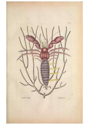 Reproducción/Reproduction 49457182646: The natural history of Carolina, Florida, and the Bahama Islands :. London :Printed for B. White,1771.. 