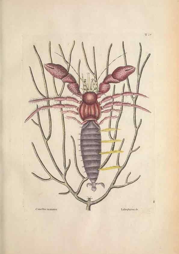 Reproducción/Reproduction 49457182646: The natural history of Carolina, Florida, and the Bahama Islands :. London :Printed for B. White,1771.. 