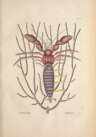 Reproducción/Reproduction 49457182646: The natural history of Carolina, Florida, and the Bahama Islands :. London :Printed for B. White,1771.. 