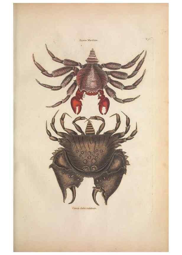 Reproducción/Reproduction 49457183256: The natural history of Carolina, Florida, and the Bahama Islands :. London :Printed for B. White,1771.. 