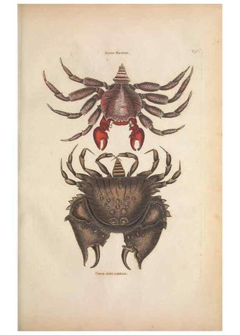 Reproducción/Reproduction 49457183256: The natural history of Carolina, Florida, and the Bahama Islands :. London :Printed for B. White,1771.. 