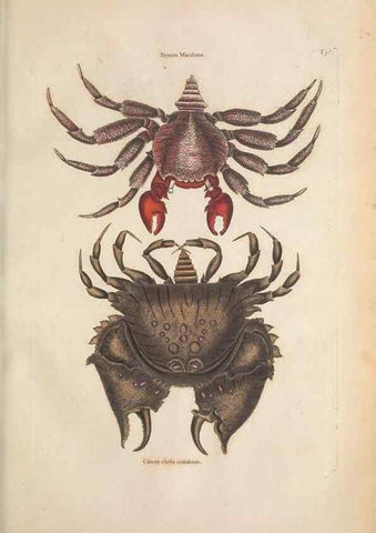 Reproducción/Reproduction 49457183256: The natural history of Carolina, Florida, and the Bahama Islands :. London :Printed for B. White,1771.. 