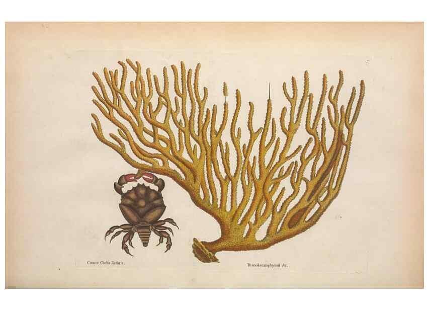 Reproducción/Reproduction 49457416727: The natural history of Carolina, Florida, and the Bahama Islands :. London :Printed for B. White,1771.. 