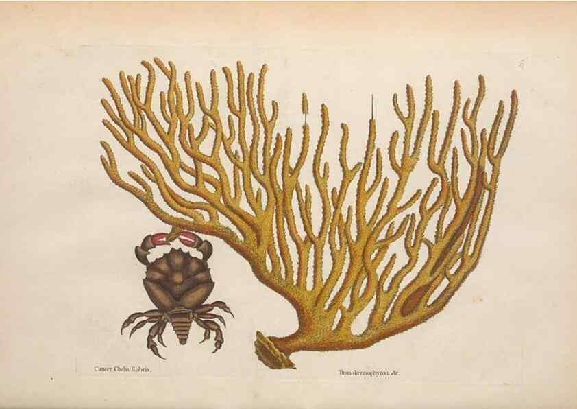 Reproducción/Reproduction 49457416727: The natural history of Carolina, Florida, and the Bahama Islands :. London :Printed for B. White,1771.. 