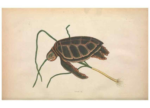 Reproducción/Reproduction 49457183831: The natural history of Carolina, Florida, and the Bahama Islands :. London :Printed for B. White,1771.. 