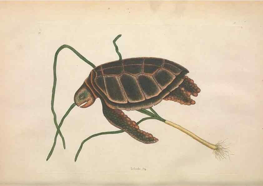 Reproducción/Reproduction 49457183831: The natural history of Carolina, Florida, and the Bahama Islands :. London :Printed for B. White,1771.. 