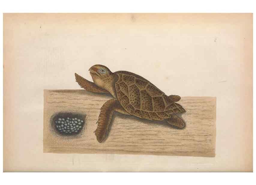 Reproducción/Reproduction 49457417227: The natural history of Carolina, Florida, and the Bahama Islands :. London :Printed for B. White,1771.. 