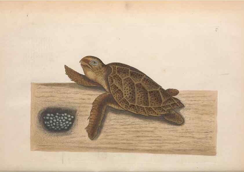 Reproducción/Reproduction 49457417227: The natural history of Carolina, Florida, and the Bahama Islands :. London :Printed for B. White,1771.. 