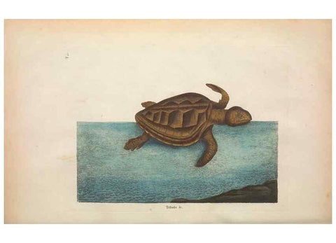 Reproducción/Reproduction 49457184281: The natural history of Carolina, Florida, and the Bahama Islands :. London :Printed for B. White,1771.. 