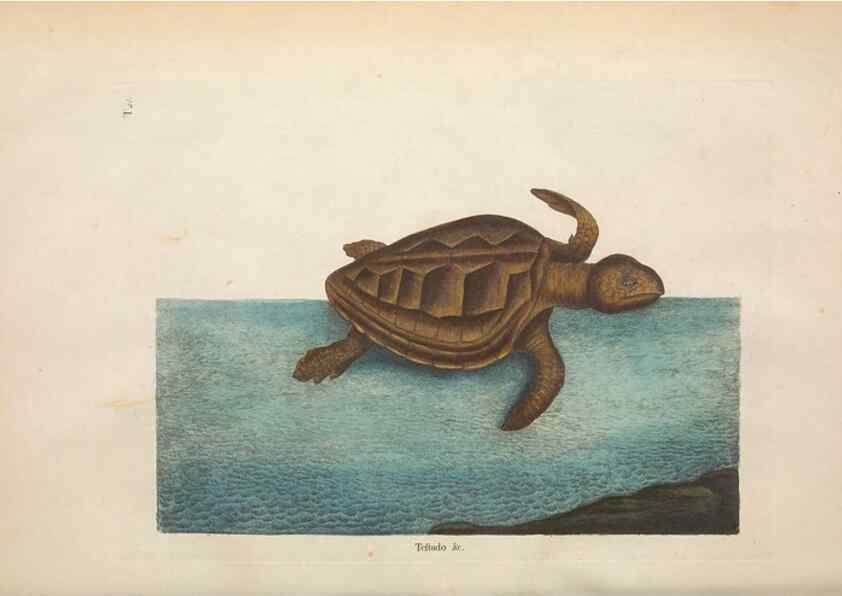Reproducción/Reproduction 49457184281: The natural history of Carolina, Florida, and the Bahama Islands :. London :Printed for B. White,1771.. 