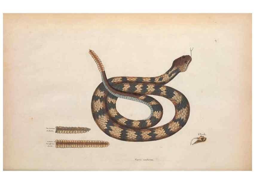Reproducción/Reproduction 49456712388: The natural history of Carolina, Florida, and the Bahama Islands :. London :Printed for B. White,1771.. 