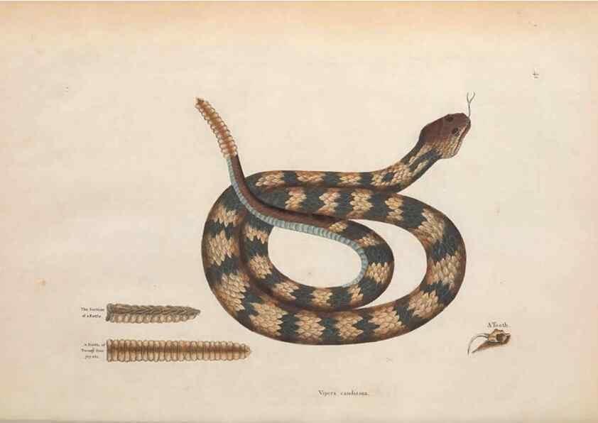 Reproducción/Reproduction 49456712388: The natural history of Carolina, Florida, and the Bahama Islands :. London :Printed for B. White,1771.. 