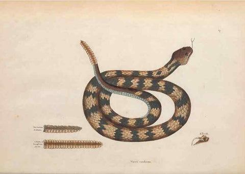 Reproducción/Reproduction 49456712388: The natural history of Carolina, Florida, and the Bahama Islands :. London :Printed for B. White,1771.. 