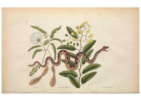 Reproducción/Reproduction 49457418142: The natural history of Carolina, Florida, and the Bahama Islands :. London :Printed for B. White,1771.. 