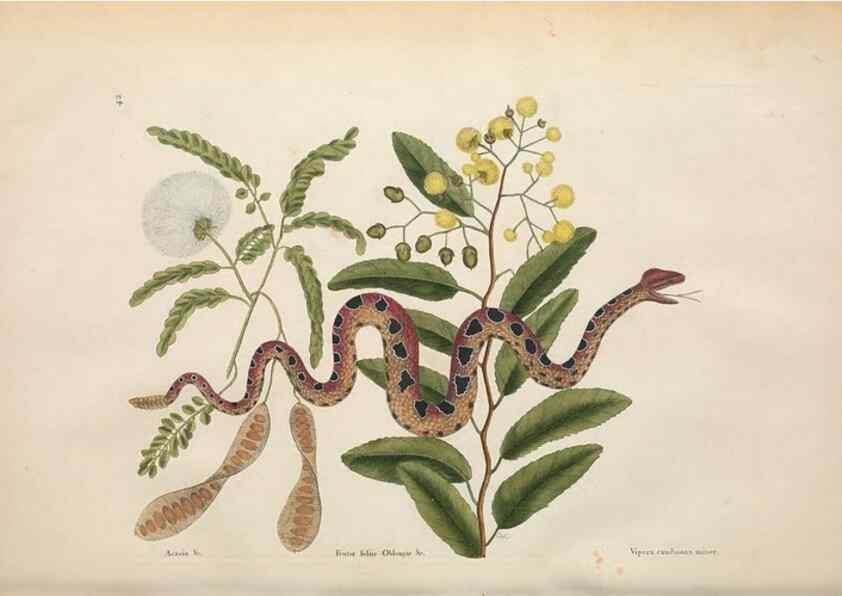 Reproducción/Reproduction 49457418142: The natural history of Carolina, Florida, and the Bahama Islands :. London :Printed for B. White,1771.. 