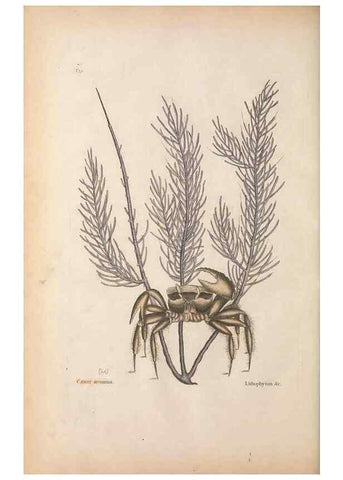 Reproducción/Reproduction 49456710893: The natural history of Carolina, Florida, and the Bahama Islands :. London :Printed for B. White,1771.. 