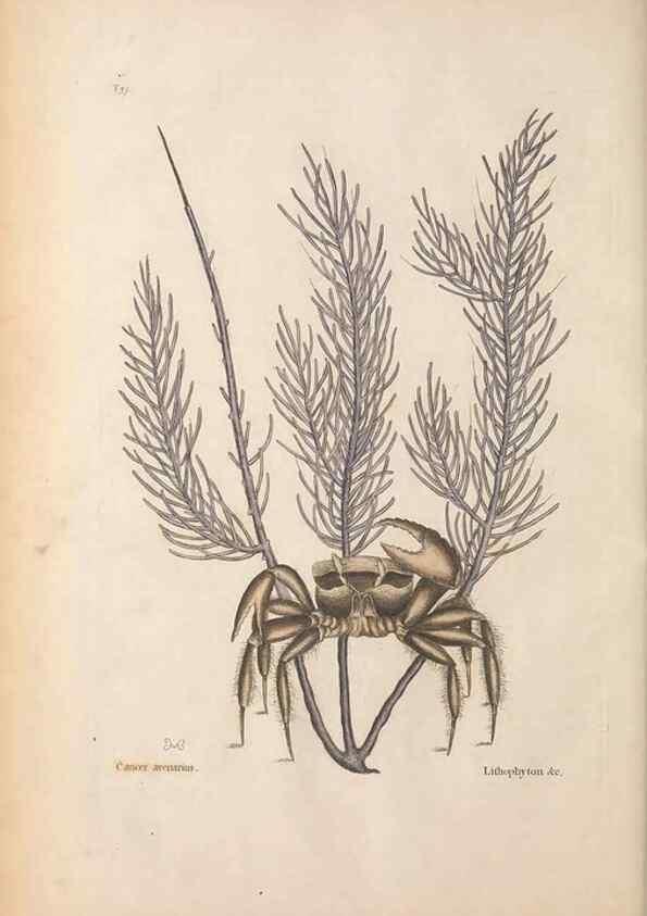 Reproducción/Reproduction 49456710893: The natural history of Carolina, Florida, and the Bahama Islands :. London :Printed for B. White,1771.. 